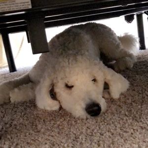 Meet your Posher, Alisa